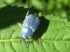 ecogite Vacances famille insectes